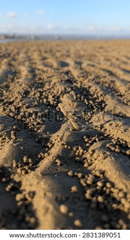 Close Up Sandy Mud Texture with Small Sand Balls from Sand Bubbler Crabs at Low Tide Beach