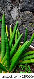 Close Up Sansevieria Cylindrica Plant.