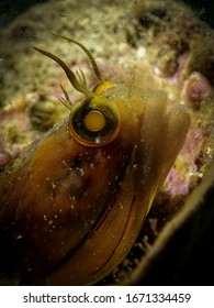 Close Up Of A Sarcastic Fringehead 