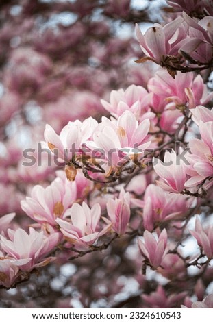 Close up of saucer magnolia tree in full bloom on a spring day.