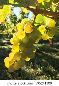 Close Up Of A Sauvignon Blanc Bunch In Early Morning Light, Marlborough Wine Region, New Zealand