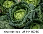 A close up of Savoy Cabbages  for sale, with selective focus