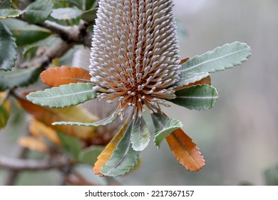 Close Up Of Saw Banksia Flower