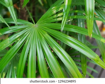 Close Up Saw Palmetto Leaf, Abstract Leaves Texture.