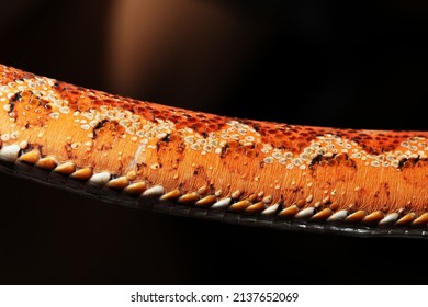 Close up of scaleless corn snake