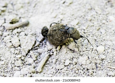 Close Up Of Scarab Beetles Rolling Dung Balls While Running Backwards. Dung Beetles, Scarabaeidae Forming Balls Of Dung For Its Offspring And Rolls Them Across The Ground With Its Hind Legs.