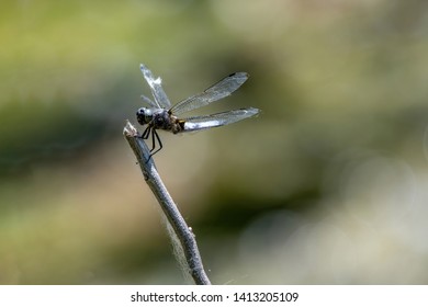 A close up of a scarce chaser dragonfly (Libellula fulva) from the side with wings outstretched