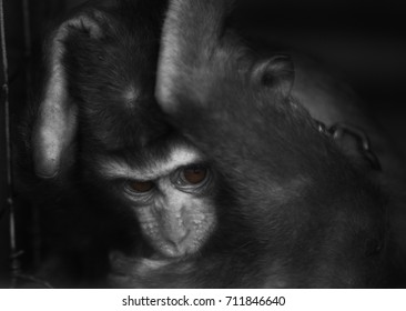 Close Up Scared Monkey Black And White 