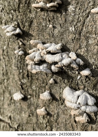 Close up of a schizophyllum commune. Close-up of a group of fungi from the schizophyllaceae family. Fungi on a tree trunk.