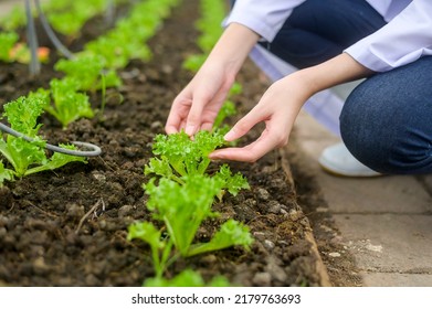 Close Up Scientist Hand Is Analyzing Organic Vegetables Plants In Greenhouse , Concept Of Agricultural Technology 