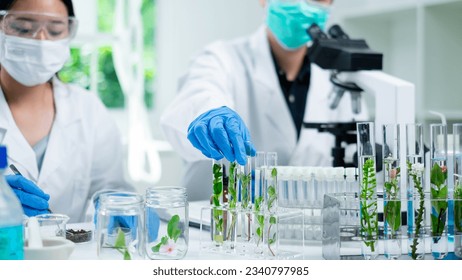 Close up of scientist is picking, working and comparing a plant or herb in test tube or glassware. Natural product and organic cosmetic health care. eco laboratory microbiology. Experiment test.