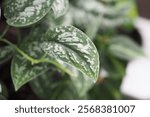 Close up of Scindapsus pictus Exotica in the garden. Satin Pothos plant. 