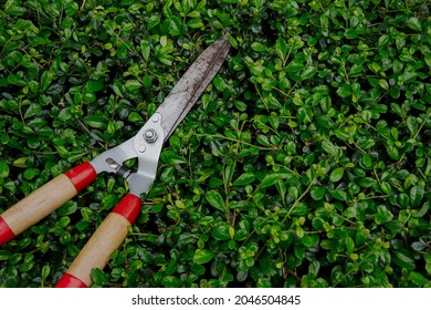 Close Up Scissors For Cutting Bushes Over A Boxwood Bush. Trimming Bushes In The Garden