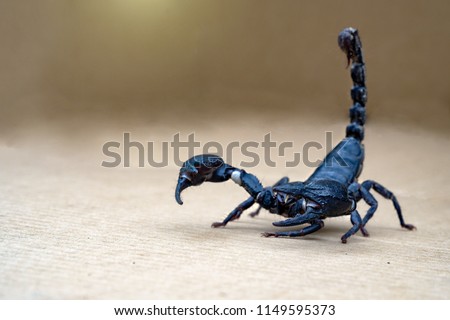 Close up scorpion on isolated background with copy space