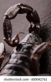 Close Up Of  Scorpion Sting On Black Background