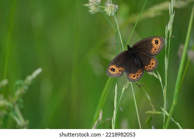 Close up of a scotch argus butterfly in nature, large brown butterfly with orange markings in the wild