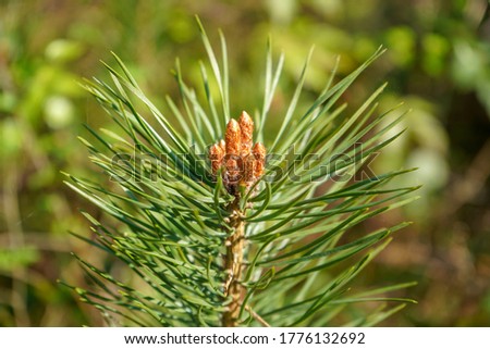 Close up of a Scots Pine flower with branches