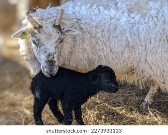 close up of Scottish Blackface ewe with baby lamb with muted neutral colors in the background