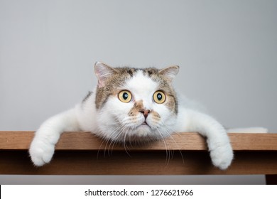 Nahaufnahme des schottischen Falzkatzenkopf mit schockierendem Gesicht und breiten offenen Augen. Schreckt oder überrascht Katze, wenn man etwas anschaut.