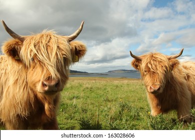 3,834 Highland Cow Close Images, Stock Photos & Vectors | Shutterstock