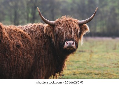 Tibetan Black Yak Grazing Resting Stock Photo (Edit Now) 284421644