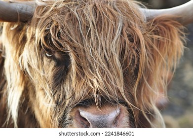 close up of a scottish highlander