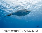 Close up of Scrawled Filefish, aluterus scriptus, swiming in blue water