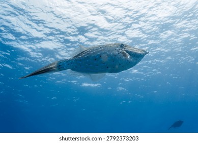 Close up of Scrawled Filefish, aluterus scriptus, swiming in blue water