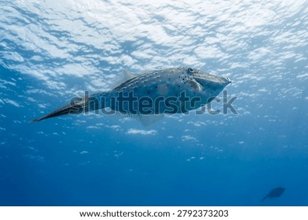 Close up of Scrawled Filefish, aluterus scriptus, swiming in blue water