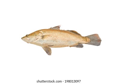 Close Up Of Sea Bass Fish Isolated On White Background.