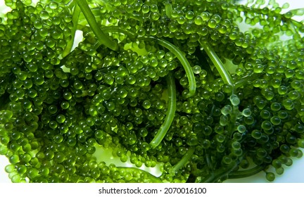 Close Up  Sea Grapes Green Caviar. Seaweed