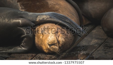 Similar – kuschelzeit Küste Farbfoto