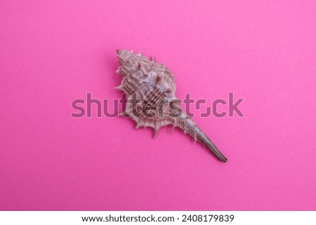 A close up of a sea shell on a pink surface