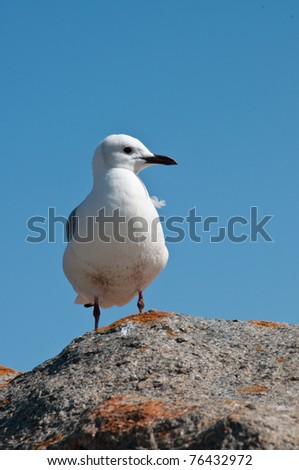 Close up of seabird