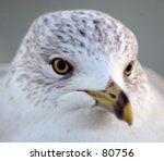 close up of seagull