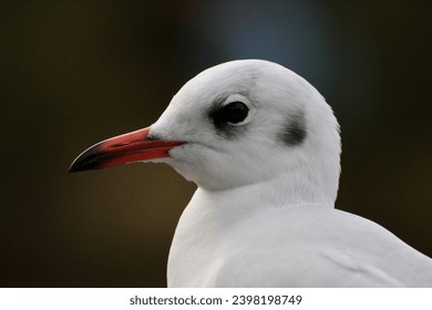 close up of a seagull