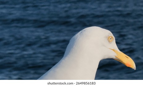 close up of a seagull