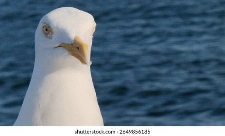 close up of a seagull