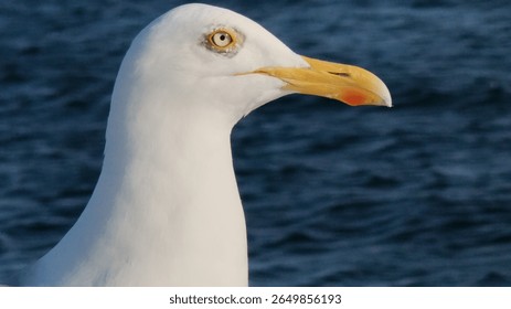 close up of a seagull