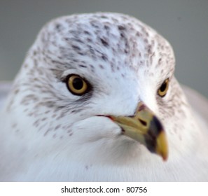 close up of seagull