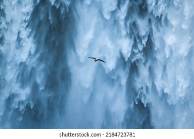 Close up Seagull bird flying near the Skogafoss waterfall flowing in summer at Iceland