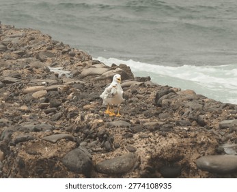 Close up of a seagull calling or screaming while perched on a volcanic rock pier