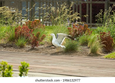 Close up of seagull on the terrace with grass and flowers around
