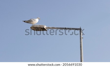 Similar – Foto Bild Möwenpick(nick) am Strand