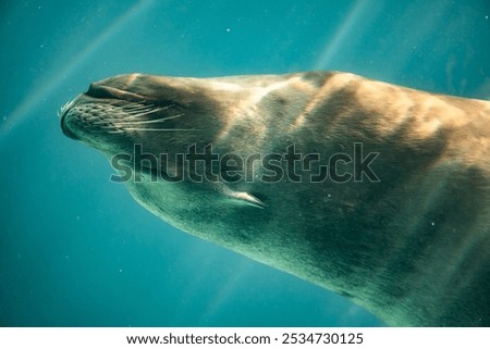 close up sealion swimming gracefully underwater with the eyes closed, its sleek body gliding through sunlit waters. close-up sealion.