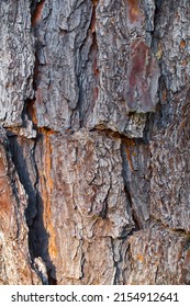 Close Up Seamless Detail Of Pine Tree Bark Texture, Natural Background Wallpaper Stock Photo. Long Leaf Pine -  Pinus Palustris.  Declining Species Due To Deforestation 