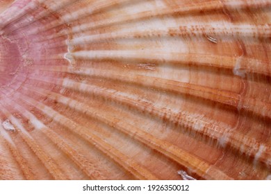 close up of a seashell background - Shutterstock ID 1926350012