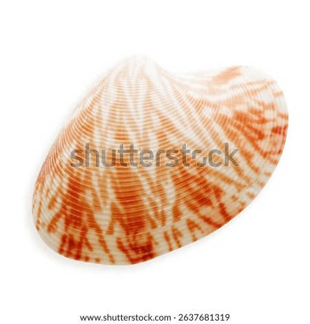 Close up seashell orange ivory colored, object  isolated on white background. Cutout natural Shell of mollusk with soft shadows, beauty nature, organic shape and macro textural details, design element