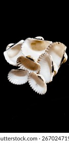 Close up of seashells on black background