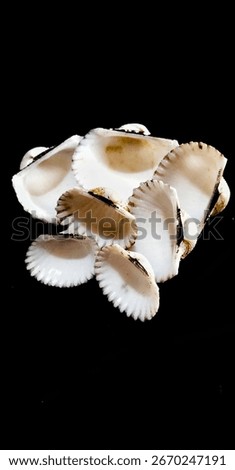 Close up of seashells on black background